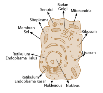 bagian-bagian sel hewan
