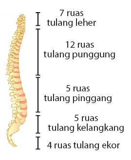 ruas tulang belakang