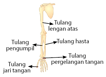 tulang anggota gerak atas