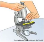Cara menggunakan mikroskop