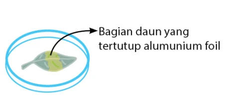 hasil percobaan sach