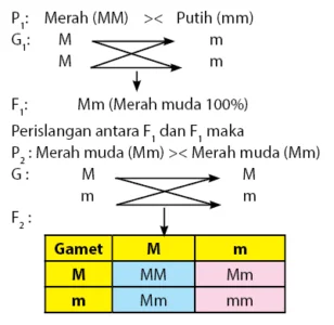Perilangan intermediete