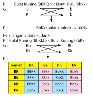 persilangan dihibrid