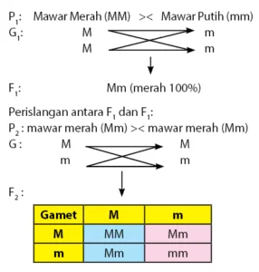 Pewarisan Sifat pada Persilangan Monohibrid
