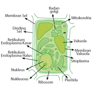 bagian-bagian sel tumbuhan