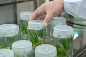 Bioteknologi Modern dan Konvensional