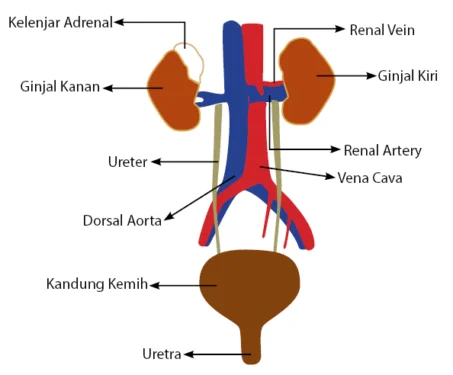 Aliran urine