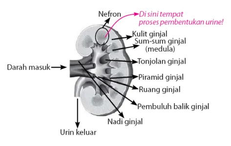 Bagian Ginjal