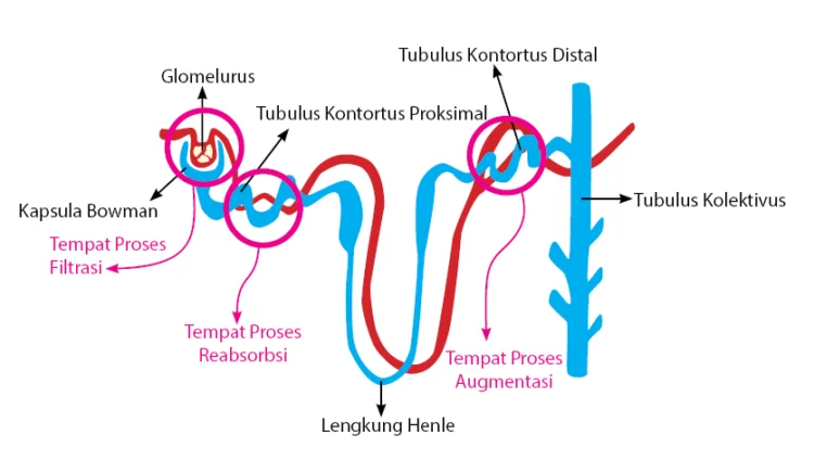 Tempat Terjadinya Proses Pembentukan Urine