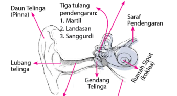 Unduh 6100 Koleksi Gambar Gendang Telinga Dan Fungsinya Keren HD