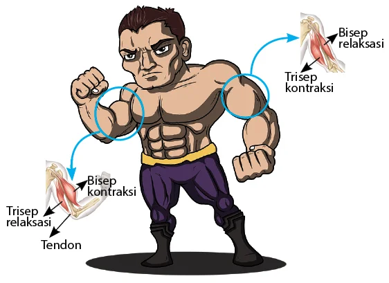 cara kerja otot bisep dan trisep