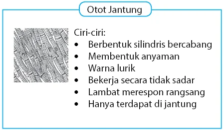 Gambar dan Ciri - Ciri Otot Jantung