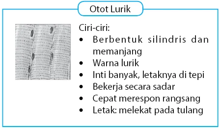 Gambar dan Ciri - Ciri Otot Lurik