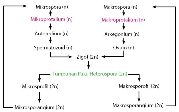 Daur Hidup Tumbuhan Paku Heterospora