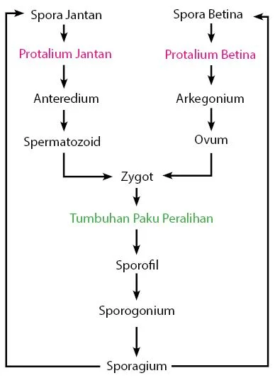 Daur Hidup Tumbuhan Paku Peralihan