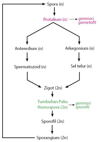 Daur Hidup Tumbuhan Paku
