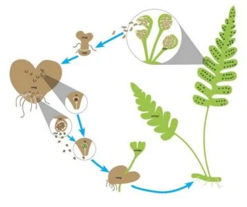 Pengertian/Perbedaan Metamorfosis dan Metagenesis