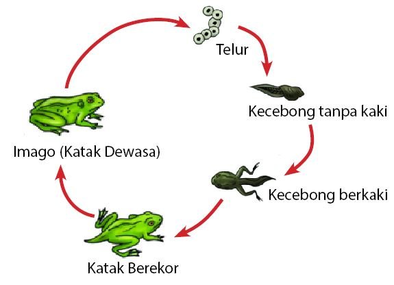 Contoh Metamorfosis  Sempurna dan Tidak Sempurna idschool