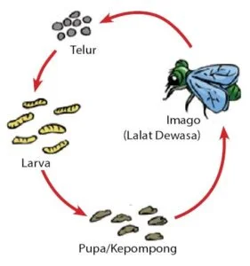 Metamorfosis Sempurna - Lalat