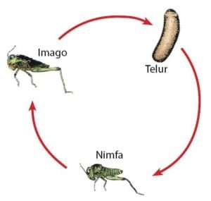 Jelaskan dua macam metamorfosis yang terjadi pada insecta