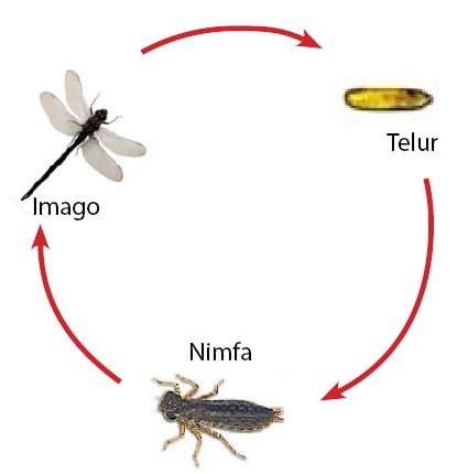 Metamorfosis Sempurna dan Metamorfosis Tidak Sempurna 