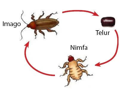 Metamorfosis Tidak Sempurna - Kecoa