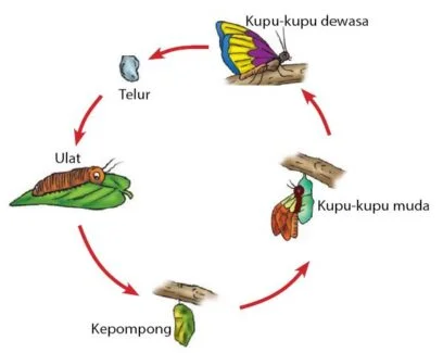 Metamorfosis pada kupu-kupu