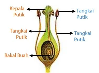 Macam-Macam Penyerbukan