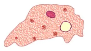 Amoeba