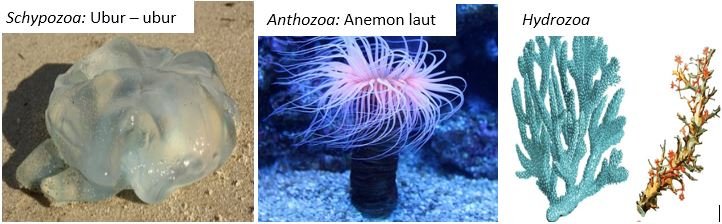 102+ Gambar Hewan Porifera Dan Namanya Terbaik