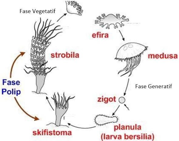 Fase vegetatif dan fase generatif pada Ubur - Ubur