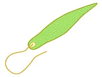 Flagellata atau Bulu Cambuk