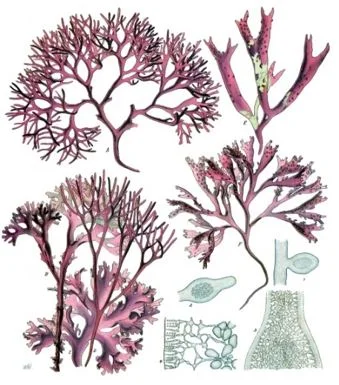 Ganggang Merah - Rhodophyta