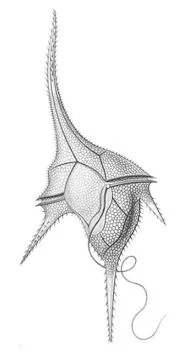 Ganggang Api - Pyrrophyta