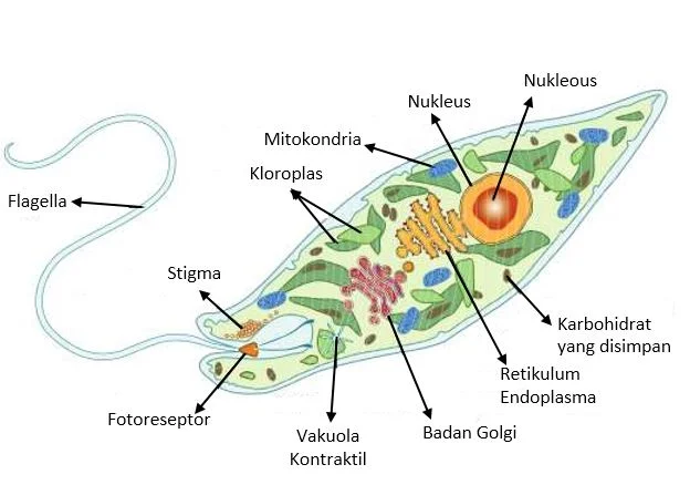 Ganggang Bersel Satu - Euglenophyta