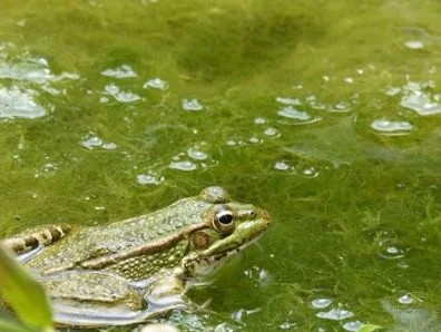 Ganggang Hijau - Chlorophyta