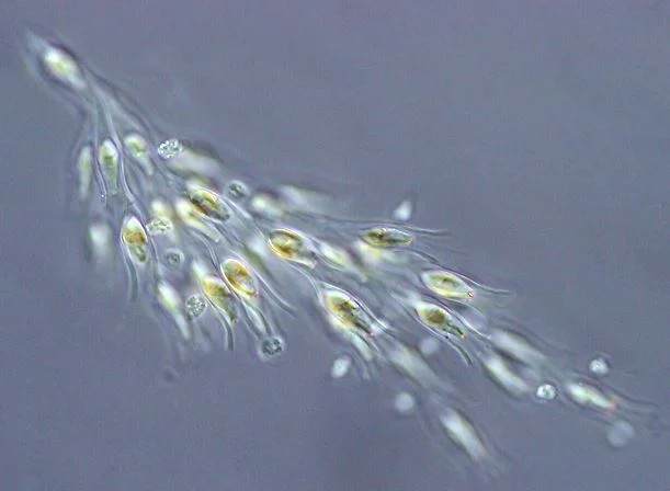 Ganggang Pirang – Chrysophyta