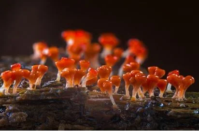 Jamur Lendir - Myxomycota