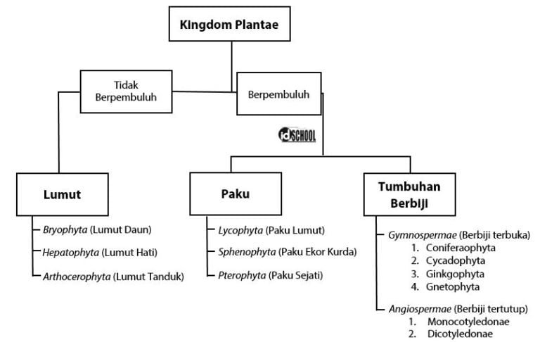 Rangkuman Tumbuhan Berbiji