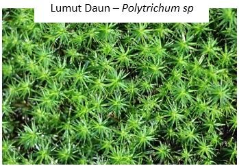 Lumut Daun – Polytrichum sp