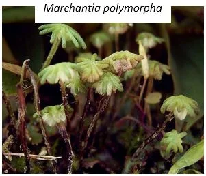 Marchantia polymorpha