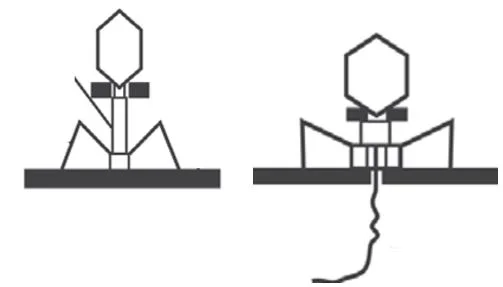 Perkembangbiakan Virus