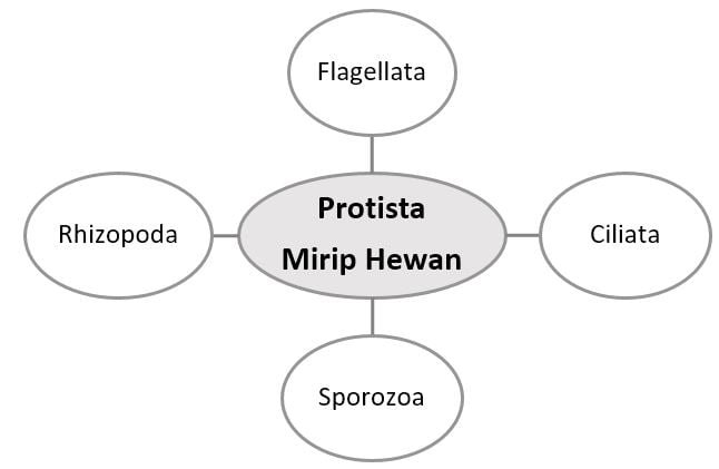 4400 Gambar Protista Mirip Hewan (Protozoa) HD