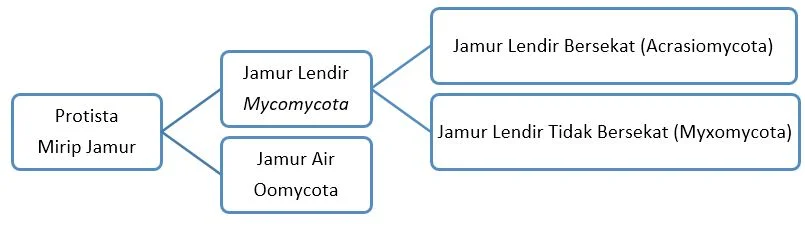 Protista Mirip Jamur