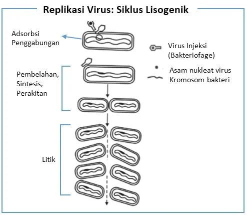 Siklus Lisogenik pada Perkembangbiakan Virus