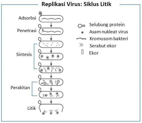 Siklus litik pada perkembangbiakan virus