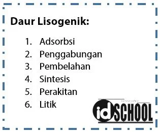 Tahapan daur lisogenik