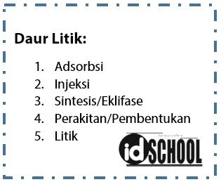 Tahapan Daur Litik pada Perkembangbiakan Virus
