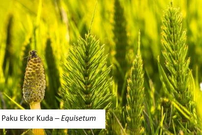 Paku Ekor Kuda