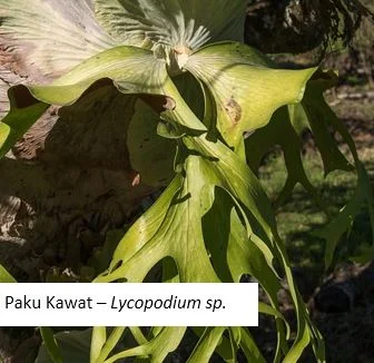 Paku Kawat